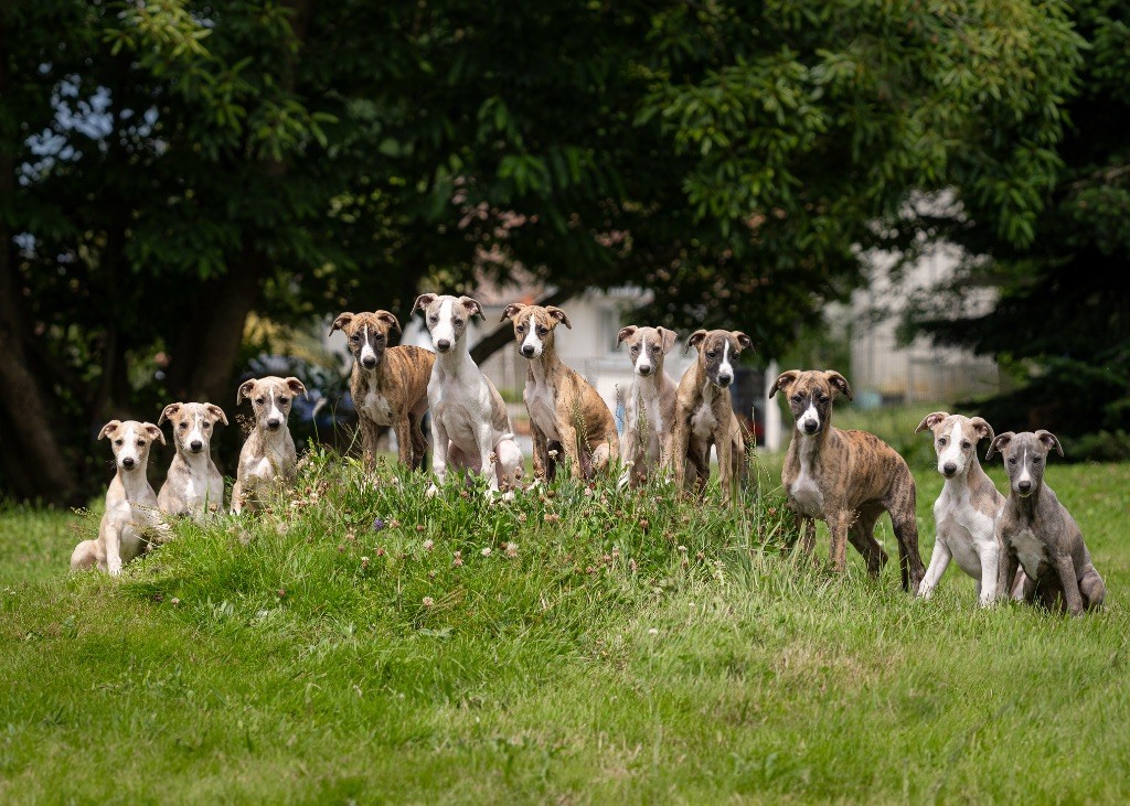 chiot Whippet Fast And Fancy