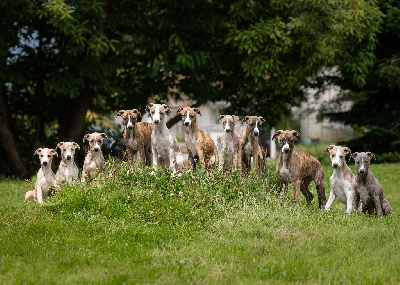 Fast And Fancy - Whippet - Portée née le 08/05/2024