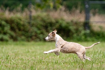 Vulpine riccioli